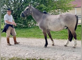 Criollo, Castrone, 16 Anni, 142 cm, Grullo