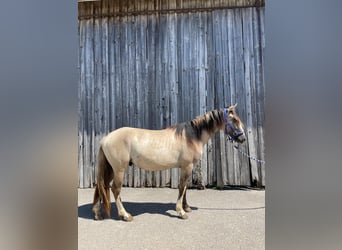 Criollo, Castrone, 3 Anni, 144 cm, Grullo