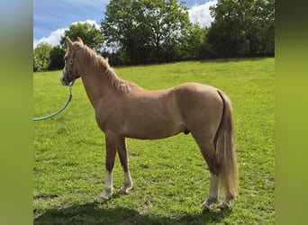 Criollo, Castrone, 3 Anni, 145 cm, Sauro