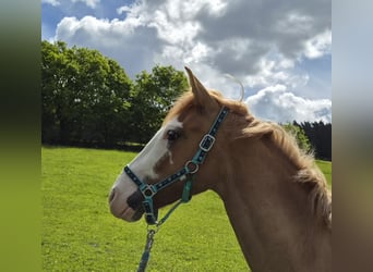Criollo, Castrone, 3 Anni, 145 cm, Sauro