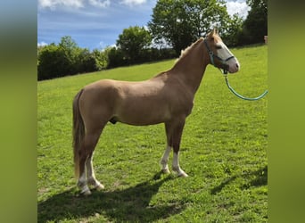 Criollo, Castrone, 3 Anni, 145 cm, Sauro