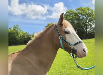 Criollo, Castrone, 3 Anni, 145 cm, Sauro