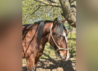 Criollo, Castrone, 3 Anni, 146 cm, Baio