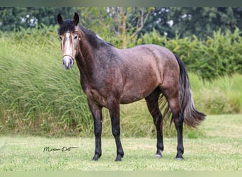 Criollo, Castrone, 3 Anni, 148 cm, Roano rosso