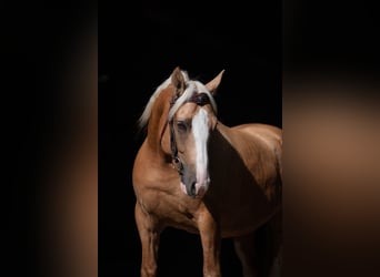 Criollo, Castrone, 5 Anni, 144 cm, Cremello