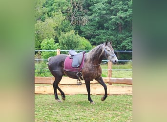 Criollo Mix, Castrone, 5 Anni, 155 cm, Grigio ferro