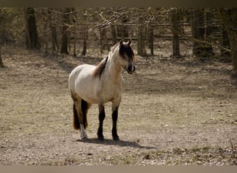Criollo, Castrone, 6 Anni, 144 cm, Falbo