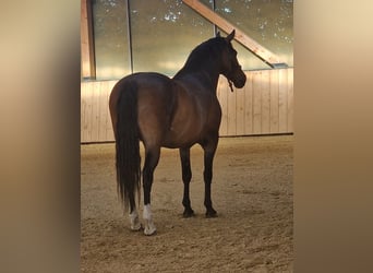 Criollo Mix, Castrone, 7 Anni, 153 cm, Baio