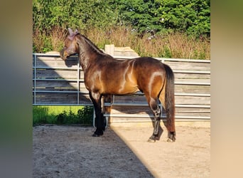 Criollo Mix, Castrone, 9 Anni, 159 cm, Baio scuro