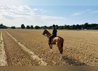 Criollo Mix, Castrone, 9 Anni, 164 cm, Sauro