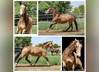 Criollo, Étalon, 1 Année, 135 cm, Bai
