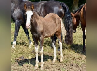 Criollo, Étalon, 1 Année, 145 cm, Overo-toutes couleurs