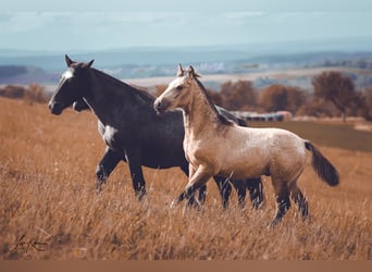 Criollo, Étalon, 1 Année, 146 cm, Buckskin