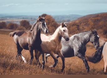 Criollo, Étalon, 1 Année, 146 cm, Buckskin