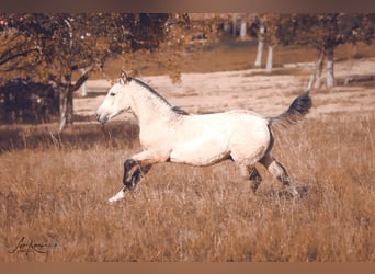 Criollo, Étalon, 1 Année, 146 cm, Buckskin