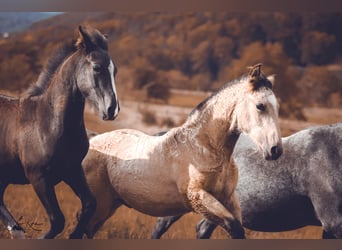 Criollo, Étalon, 1 Année, 146 cm, Buckskin