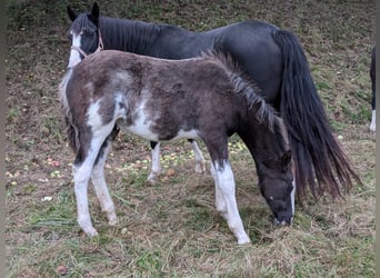 Criollo, Étalon, 1 Année, 148 cm, Overo-toutes couleurs