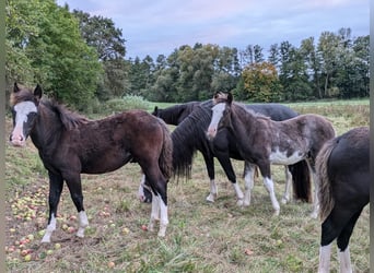 Criollo, Étalon, 1 Année, 148 cm, Overo-toutes couleurs