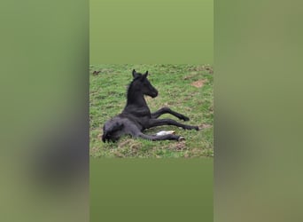 Criollo, Étalon, 1 Année, 150 cm, Noir