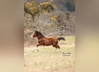 Criollo, Étalon, 1 Année, Bai