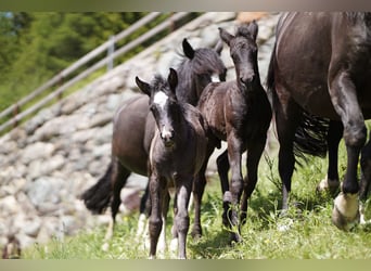 Criollo, Étalon, 1 Année, Noir