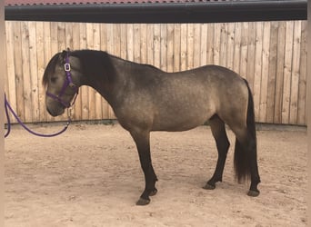 Criollo, Étalon, 2 Ans, Buckskin
