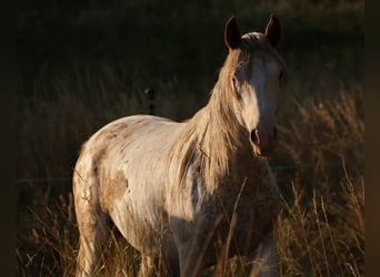 Criollo, Étalon, 2 Ans, Sabino