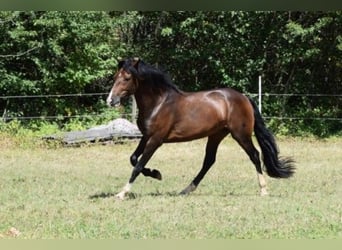 Criollo, Étalon, 9 Ans, 150 cm, Bai Criollo, Étalon, 9 Ans, 150 cm, Bai