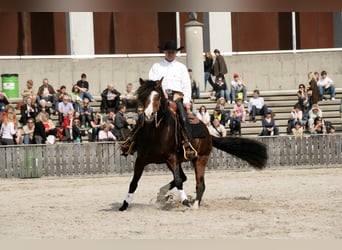 Criollo, Étalon, 9 Ans, 150 cm, Bai