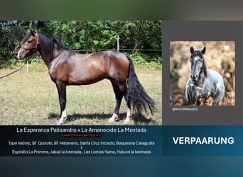 Criollo, Étalon, 9 Ans, 150 cm, Bai