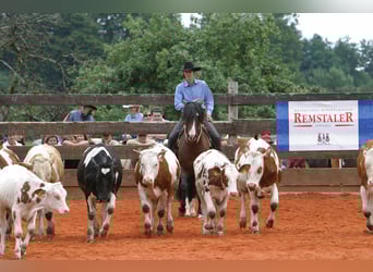 Criollo, Étalon, 9 Ans, 150 cm, Bai