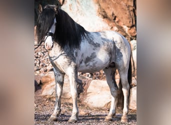 Criollo, Étalon, 9 Ans, 154 cm, Overo-toutes couleurs