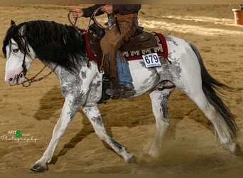 Criollo, Étalon, 9 Ans, 154 cm, Overo-toutes couleurs