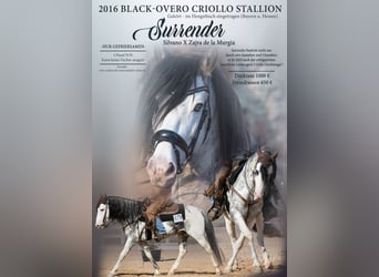 Criollo, Étalon, 9 Ans, 154 cm, Overo-toutes couleurs