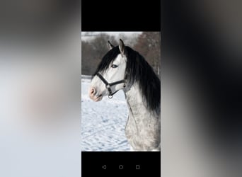 Criollo, Étalon, 9 Ans, 154 cm, Overo-toutes couleurs