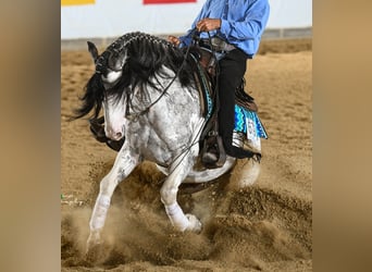 Criollo, Étalon, 9 Ans, 154 cm, Overo-toutes couleurs