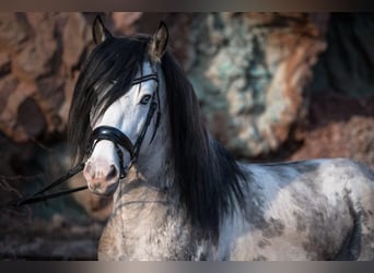 Criollo, Étalon, 9 Ans, 154 cm, Overo-toutes couleurs