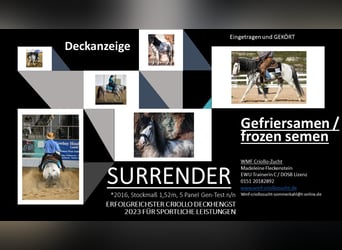 Criollo, Étalon, 9 Ans, 154 cm, Overo-toutes couleurs Criollo, Étalon, 9 Ans, 154 cm, Overo-toutes couleurs