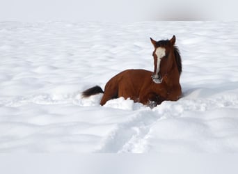 Criollo, Étalon, Poulain (05/2023), 145 cm, Bai clair