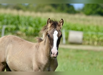 Criollo, Étalon, Poulain (05/2024), 145 cm, Grullo