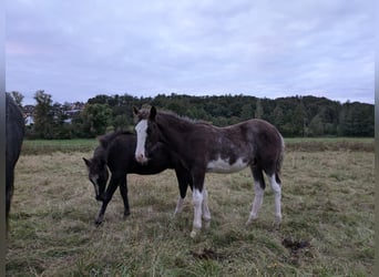 Criollo, Étalon, Poulain (05/2024), 148 cm, Overo-toutes couleurs