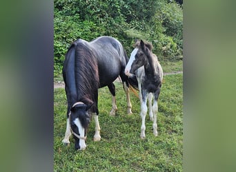 Criollo, Étalon, Poulain (05/2024), 148 cm, Overo-toutes couleurs