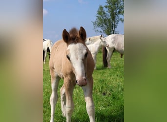 Criollo, Étalon, Poulain (04/2024), 148 cm, Tobiano-toutes couleurs