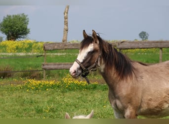 Criollo, Étalon, Poulain (04/2024), 148 cm, Tobiano-toutes couleurs