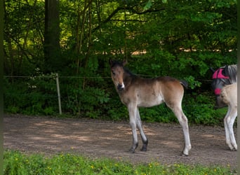 Criollo, Étalon, Poulain (04/2026), 150 cm, Bai brun