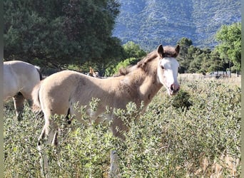 Criollo, Étalon, Poulain (03/2024), Overo-toutes couleurs