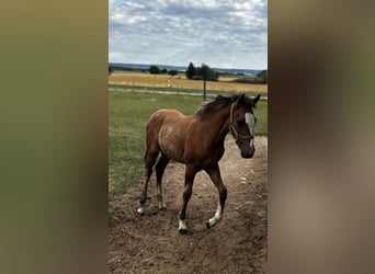 Criollo, Étalon, Poulain (04/2026)
