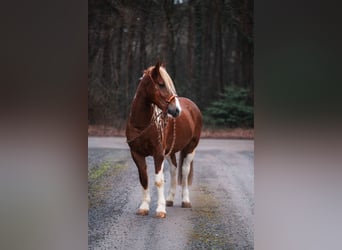 Criollo Mix, Gelding, 10 years, 14,2 hh, Pinto
