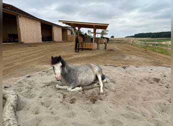 Criollo Mix, Gelding, 11 years, 13,3 hh, Grey