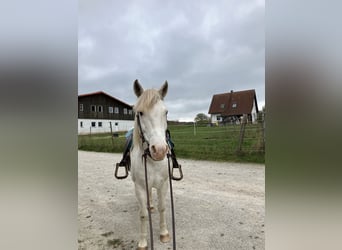 Criollo, Gelding, 11 years, 14,1 hh